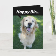 Drôle Golden Retriever distrait par l'écureuil