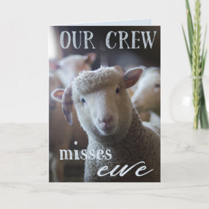 Carte Drôle We Miss You Card Photo de Sheep Farm Animaux