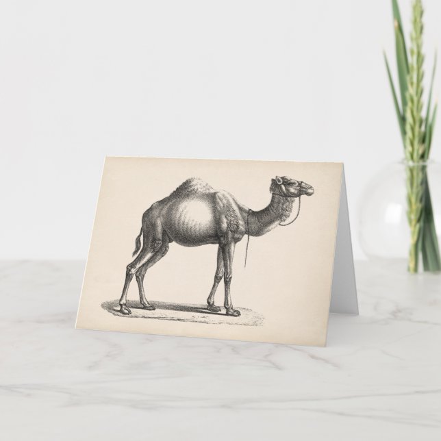 Carte Dromedary Sketch (Devant)