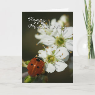 Carte du jour de mère avec Ladybird sur l'aubépine