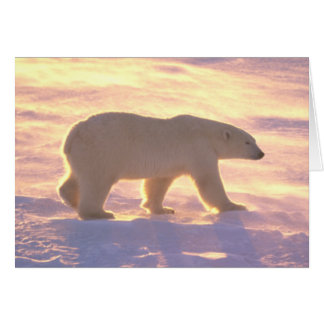 Carte du matin 3 d'ours blanc