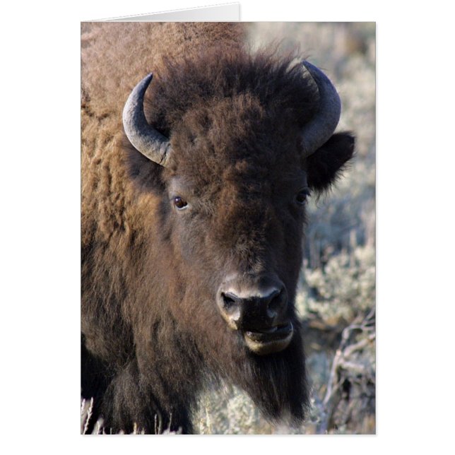 Carte du visage de bison (Devant)