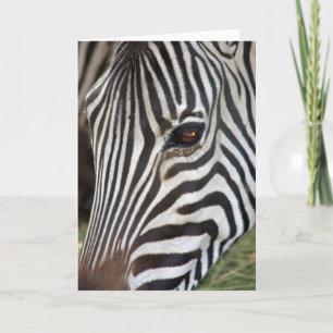 Carte du zèbre de Chapman