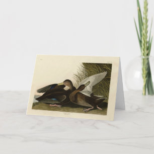 Carte Dusky Duck - de John Audubon's Birds of America