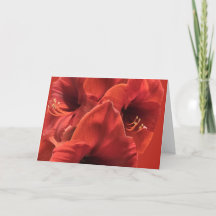 Earthy Ruby Red Amaryllis Closeup Photo