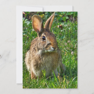 Carte Eastern cottontail rabbit