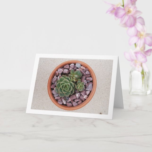Carte Echeveria Purpusorum, Plante succulent (Orchidée)