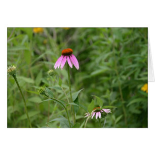 Carte Echinacea
