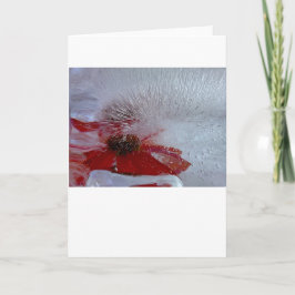 Carte Échinacée dans la glace,