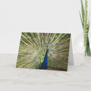 Carte Écran Peacock