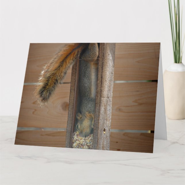 Carte Écureuil raid nourricier d'oiseaux (Devant)