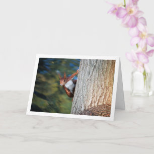 Carte Écureuil rouge sur l'arbre
