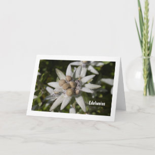 Carte Edelweiss Flower Folded Blank Greeting Card