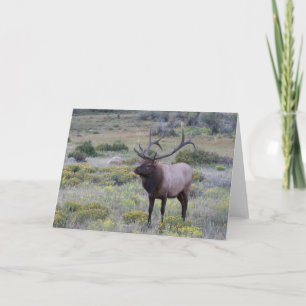 Carte Élan américain   Parc national Rocky, Colorado