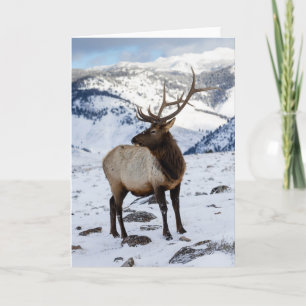 Carte Élan mâle solitaire dans la neige Parc national