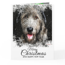 Élégant Loup irlandais de Noël