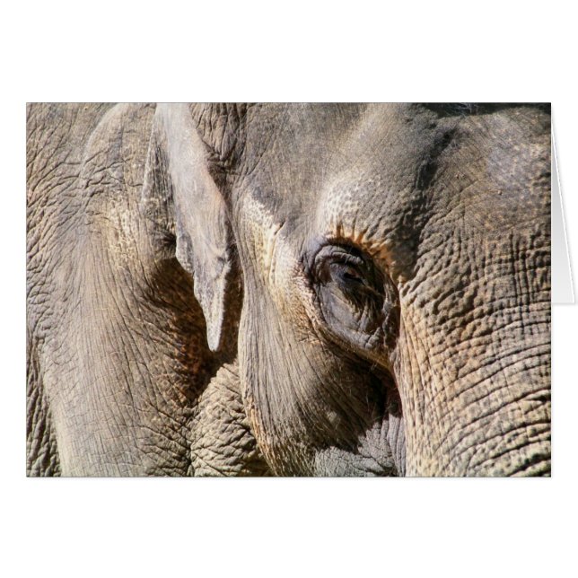 CARTE ÉLÉPHANT (Devant horizontal)