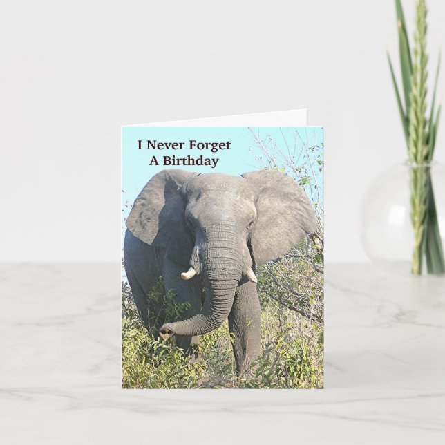 CARTE ÉLÉPHANT MARCHANT VERS L'APPAREIL PHOTO (Devant)