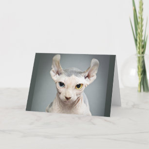 Carte Elf Sphinx Photo de chat