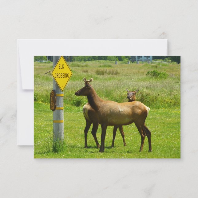 Carte Elk Crossing California Wildlife Photography (Devant)