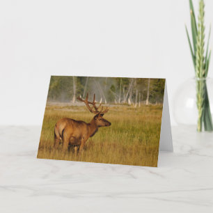 Carte Elk de montagne Rocky   Parc national de Yellowsto