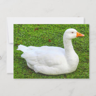 Carte Emden Goose, Roath Park Lake, Cardiff, Pays de Gal