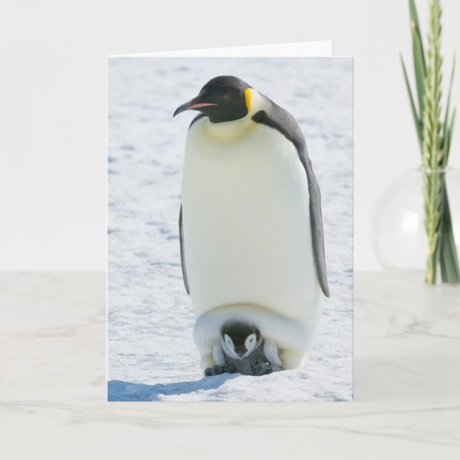 Carte Emperor Penguin with Chick-note card (Devant)