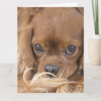 Carte En pensant à vous Ruby Cavalier King Charles Spani