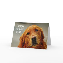 Encouragement/ Bien S'Attaquer Golden Retriever Do