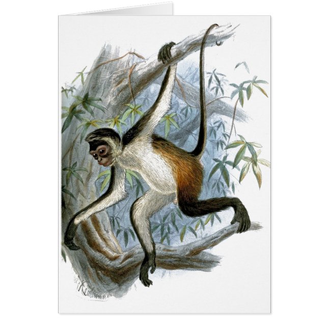 Carte enfant Cheeky Monkey CC0366 (Devant)