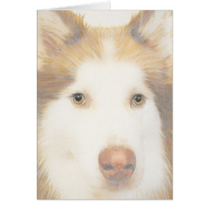 Carte enrouée de Malamute, chien de traîneau