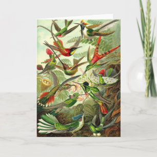 Carte Ernst Haeckel - colibris de Trochilidae