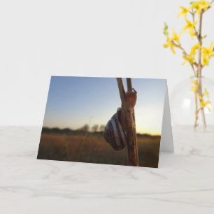 Carte Escargot sur une tige