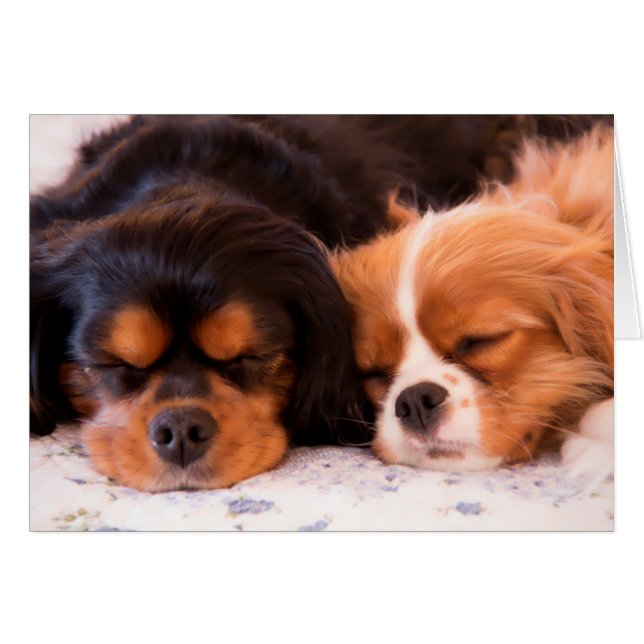 Carte Espagnole King Charles Sleeping Cavalier (Devant horizontal)
