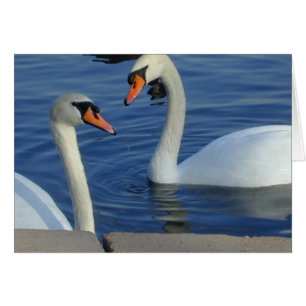 Carte étroite de cygnes