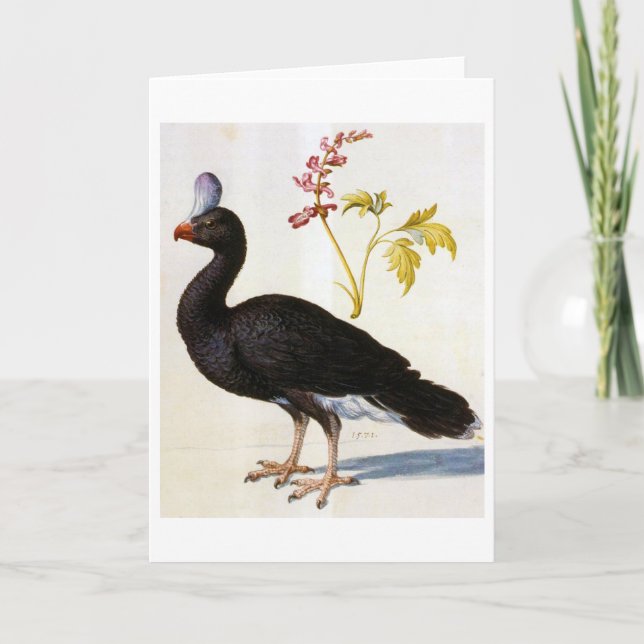 Carte Étude d'une Curassow Helmeted, Arcimboldo (Devant)