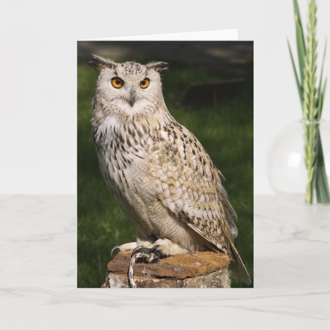Carte Eurasian Eagle Owl (Devant)