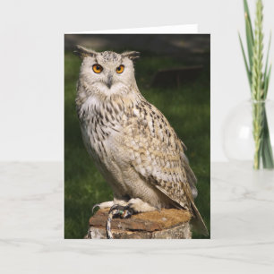 Carte Eurasian Eagle Owl