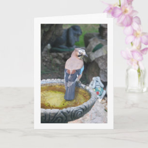Carte Eurasien Jay Bird sur Bird Bath Portrait