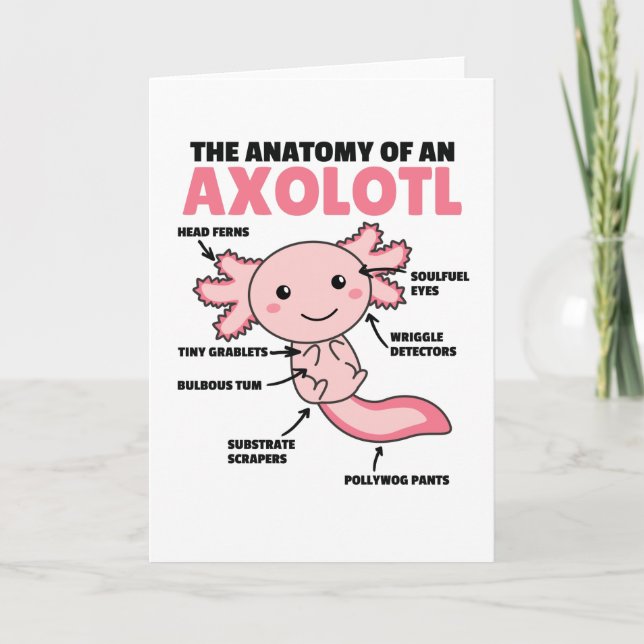 Carte Explication Axolotl Anatomie D'Un Axolotl (Devant)