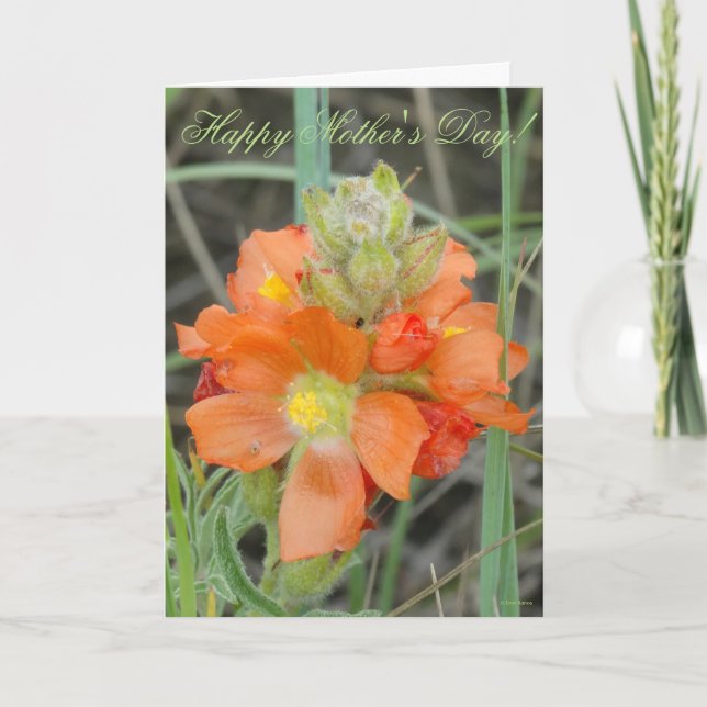 Carte F40 Fleurs sauvages orange Mallow (Devant)