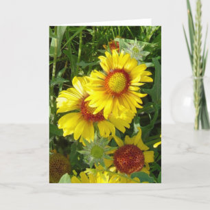 Carte F6 Fleurs sauvages jaunes Gaillardia