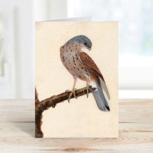 Carte Falcon Hen Kestrel   William Lewin