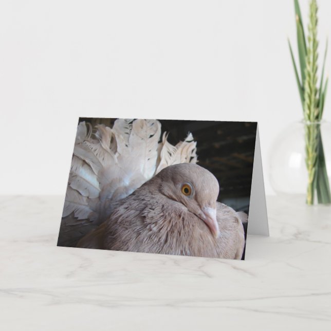 Carte Fantail Pigeon (Devant)
