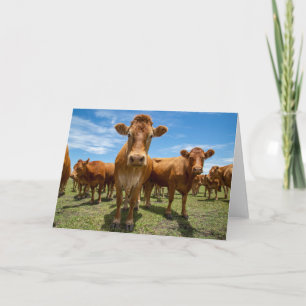 Carte Farms   Brown cow