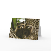 Faune - Baby Raccoons Photo