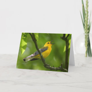 Carte Fauvette