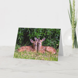 Carte Fawn Twins - Pender Island BC.