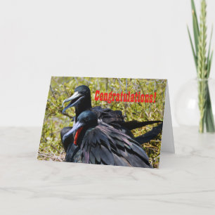 Carte Félicitations, Frigatebirds dans l'amour