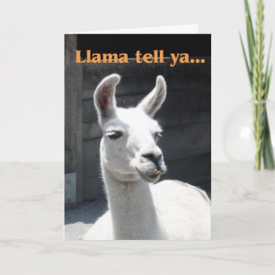 Carte Félicitations - Lama drôle